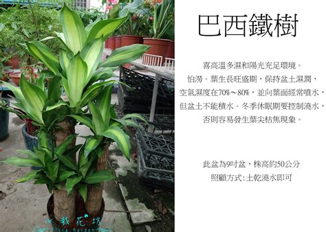 巴西鐵樹 室內|觀葉植物栽培術：龍血巨人－巴西鐵樹